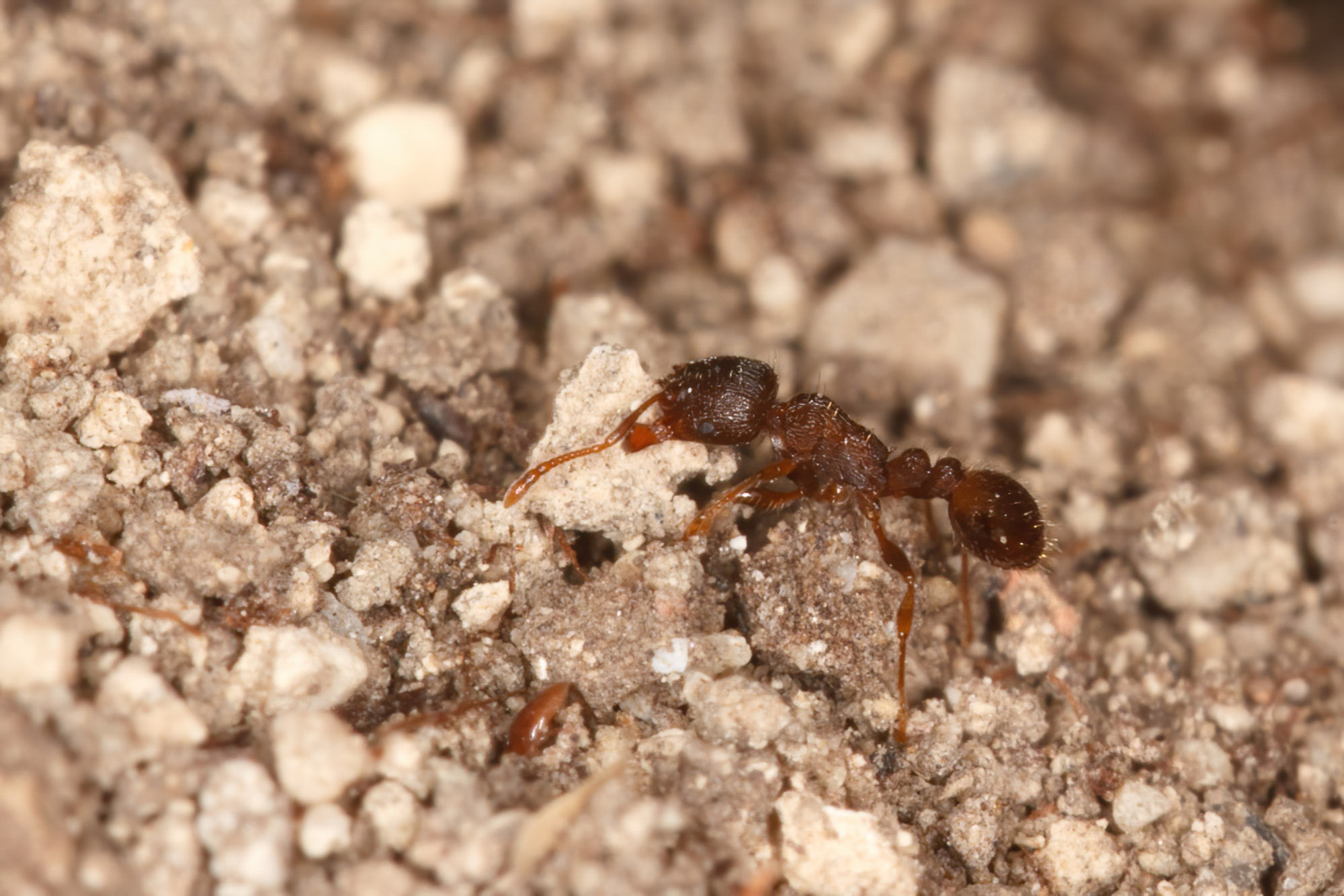 Tetramorium moravicum.